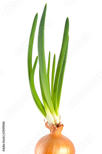 One growing onion bulb with fresh green sprouts on white