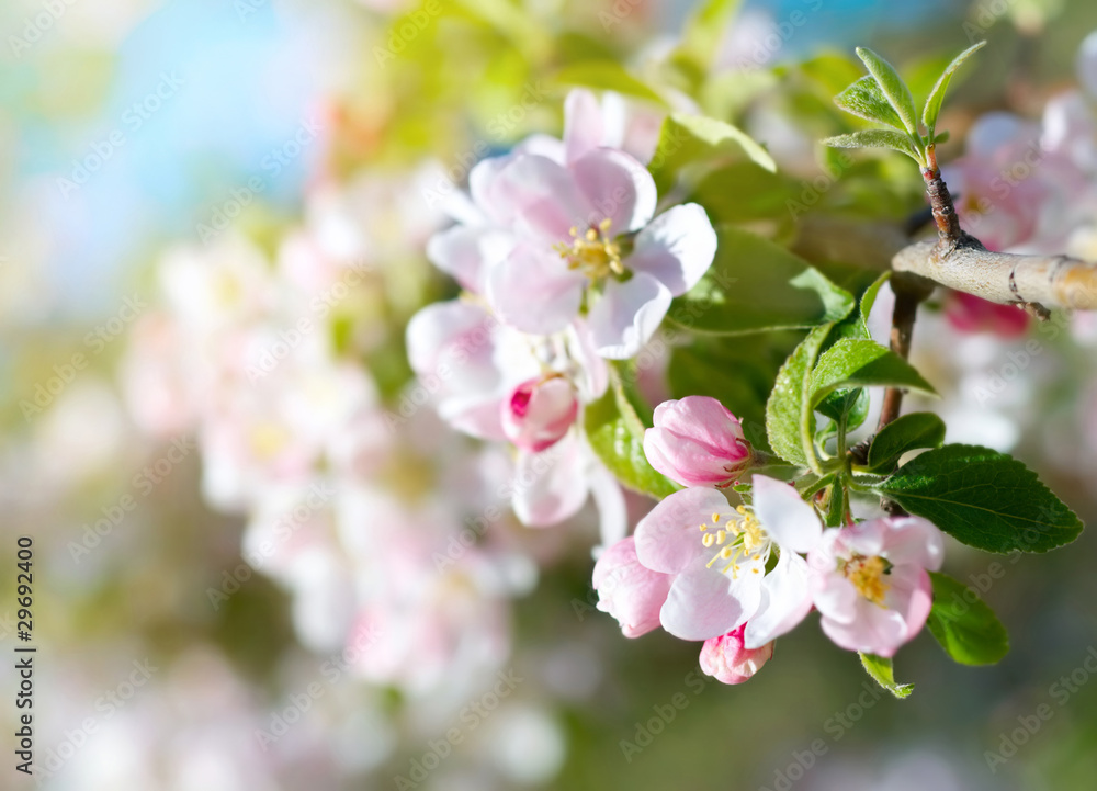 Spring blossoms