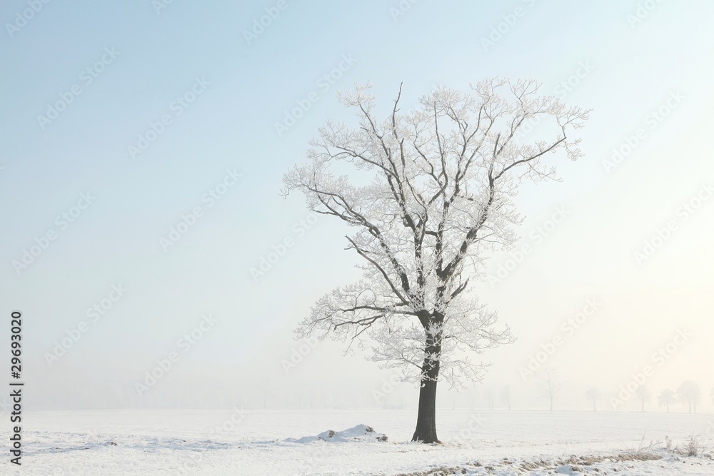 Frosty winter tree in the field on a foggy morning Frosty winter tree in the field on a foggy morning