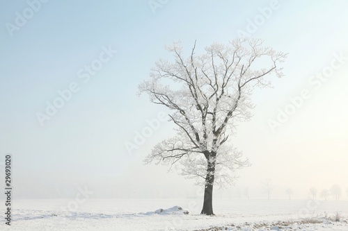 Frosty winter tree in the field on a foggy morning