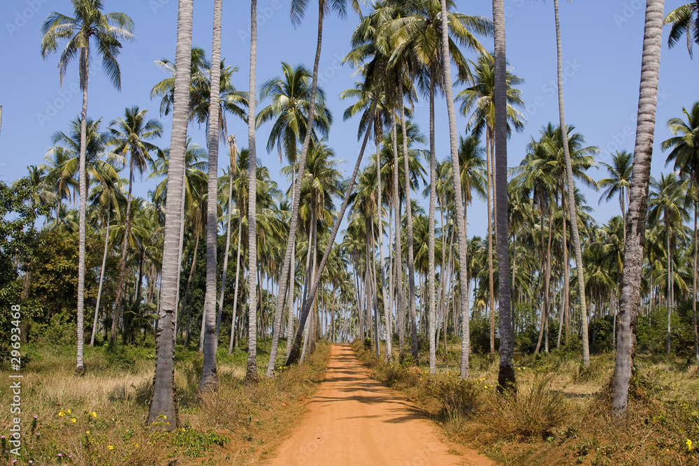 Fototapeta premium Ground road in jungle , Thailand