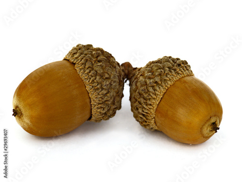 Two acorns isolated