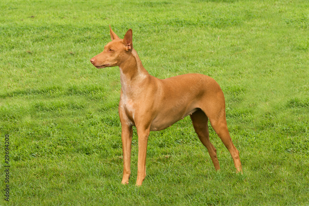 Pharaoh hound standing to attention