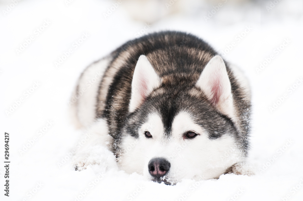 siberian husky dog at winter
