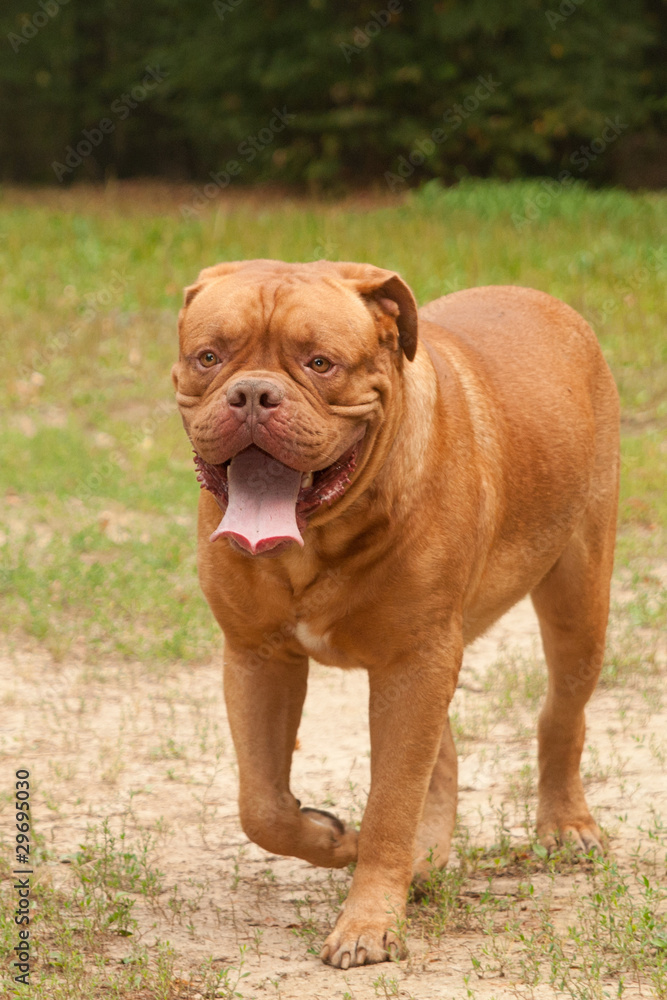 Obedient Trained Smiling French Mastiff walking to the camera Obedient Trained Smiling French Mastiff walking to the camera