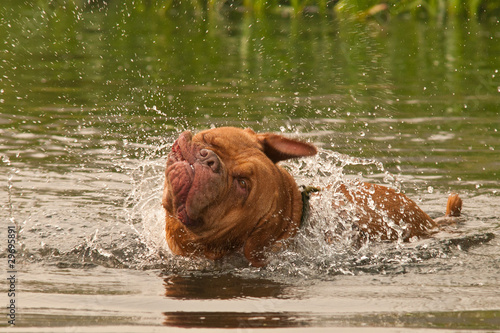 Dog of French Mastiff breed having a good shake while swimming