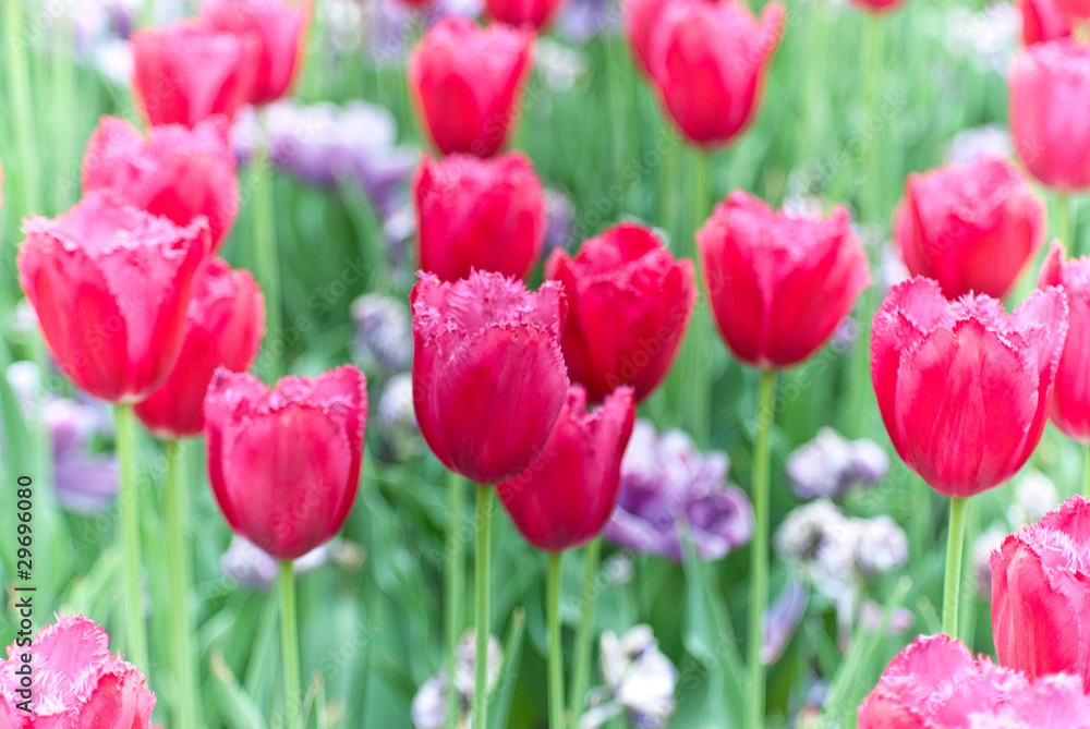 Spring Tulips