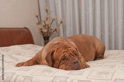 French Mastiff is sleeping comfortably lying on master's bed