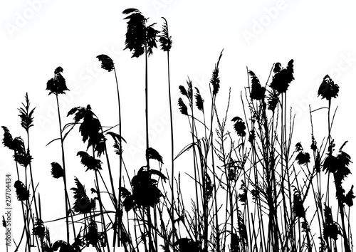 reeds