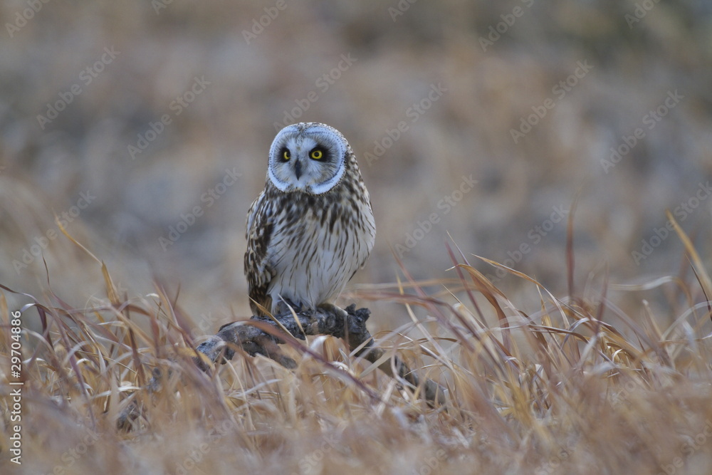 Fototapeta premium コミミズク