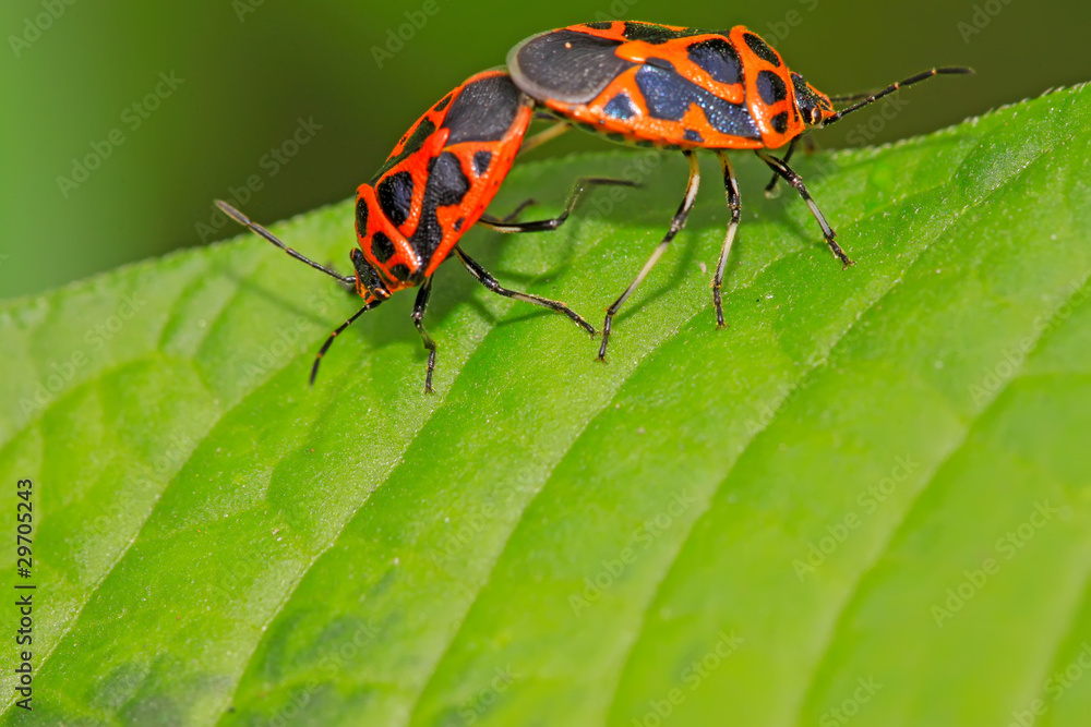 mating stinkbug class insects mating stinkbug class insects