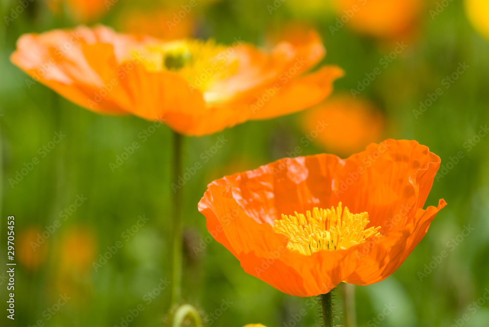 Fototapeta premium アイスランドポピーの花