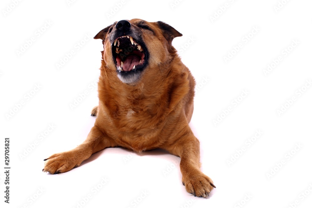 Obraz premium brauner Hund Mischling zeigt Zähne