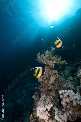 Bannerfish, coral and sun in the Red Sea.
