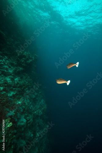 Spotted unicornfish (naso brevirostris) in the Red Sea.