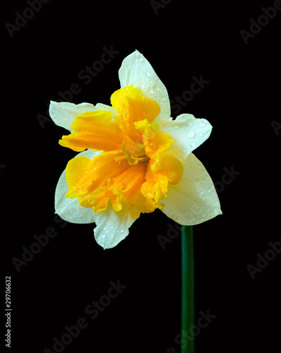 yellow narcissus on black background