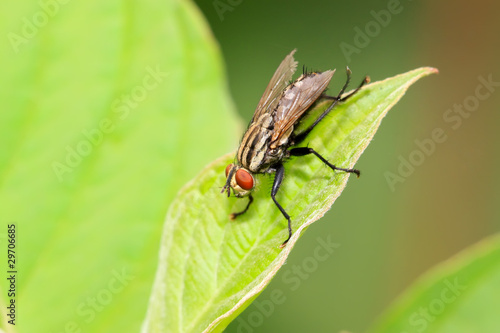 muscidae insects © zhang yongxin