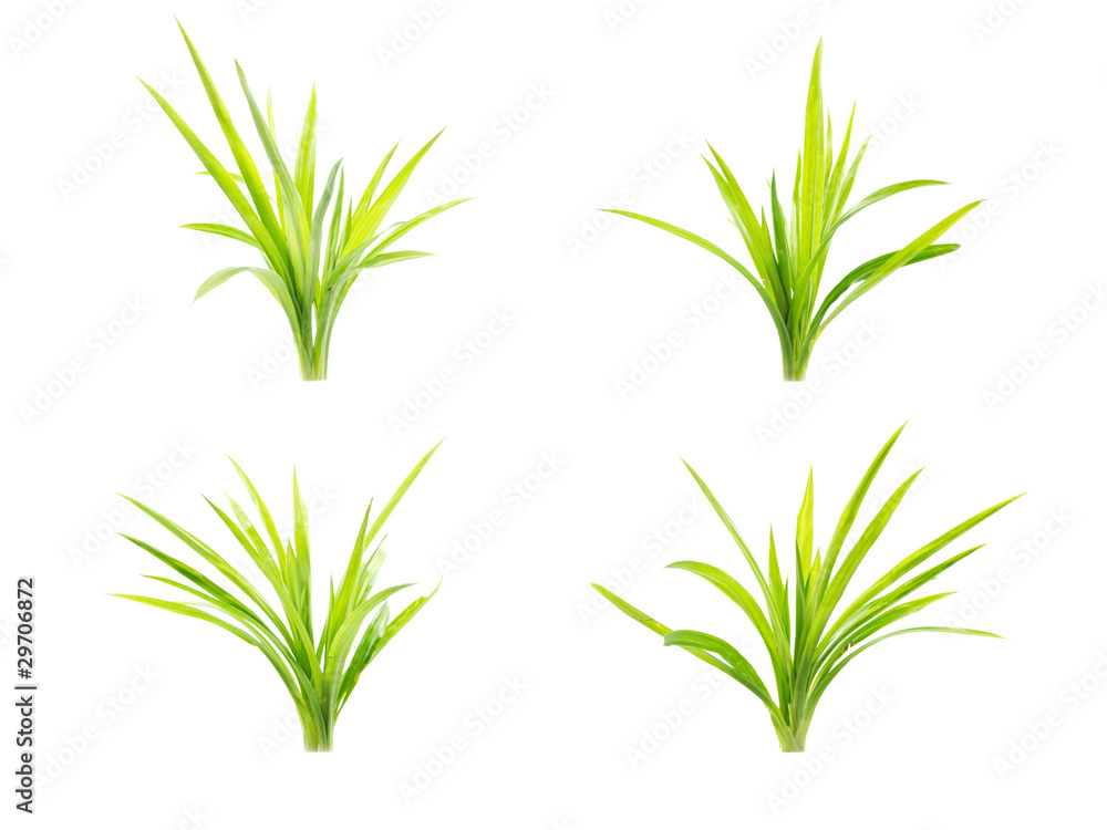Fototapeta premium Plants