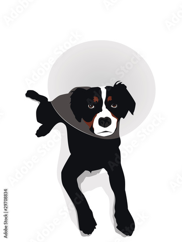 dog wearing elizabethan collar