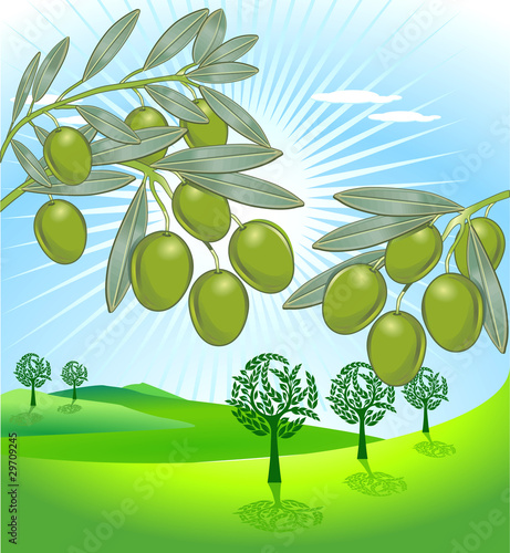 Oliven-Landschaft