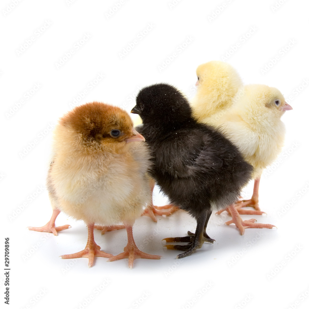 Chickens Chickens