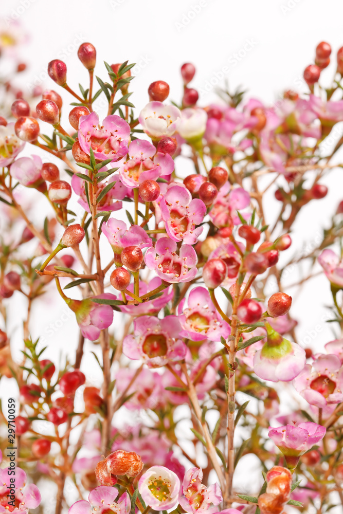 spring flowers spring flowers