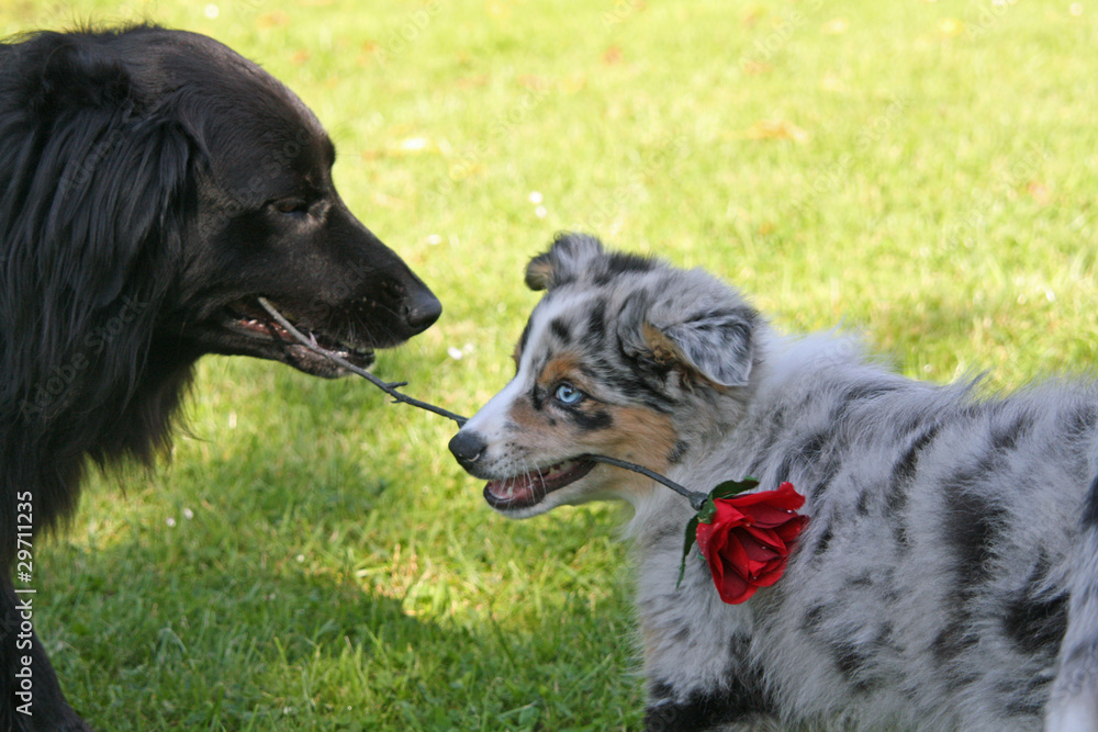 Retriever-Mischling mit Australian Shepherd-Welpe Retriever-Mischling mit Australian Shepherd-Welpe