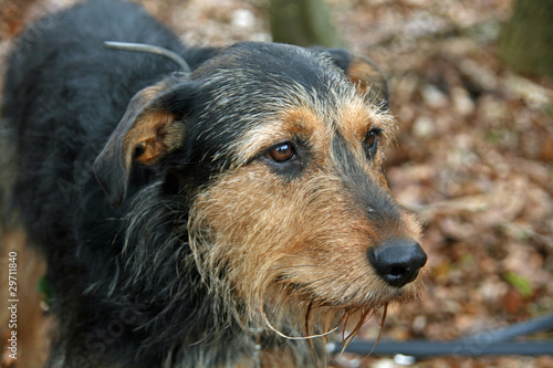 Fotografi Schwarz-Brauner Mischlingshund