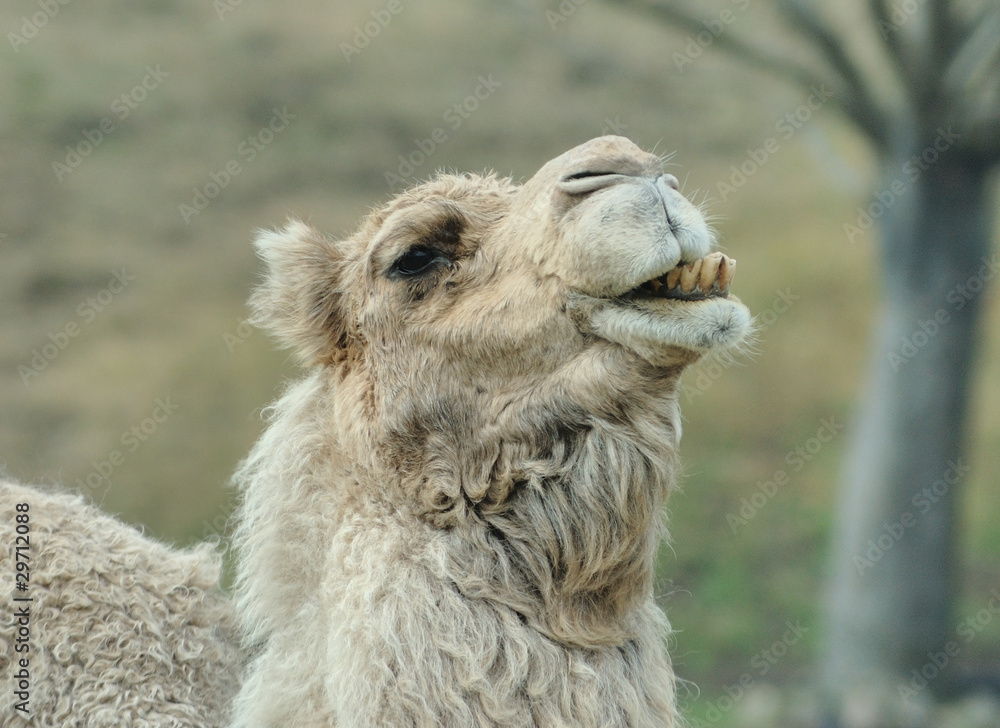 Obraz premium 駱駝