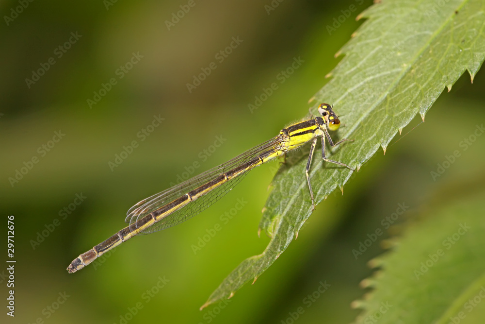 damsel-fly on the grass damsel-fly on the grass