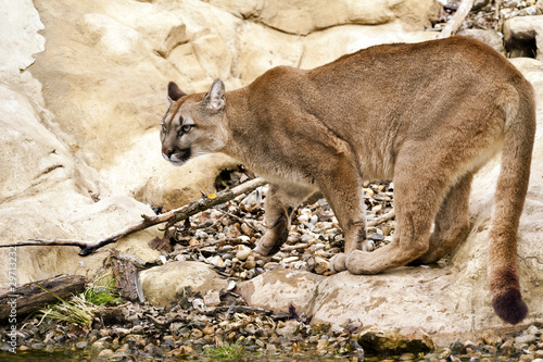 Mountain Lion Cougar