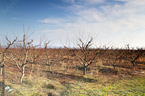 orchard in winter photo