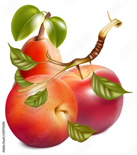 Vector. Ripe red apples and pear with green leaves.