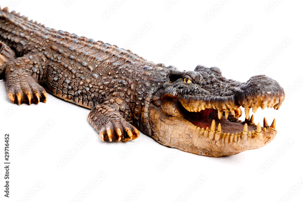 Fototapeta premium Crocodile head with the mouth large open