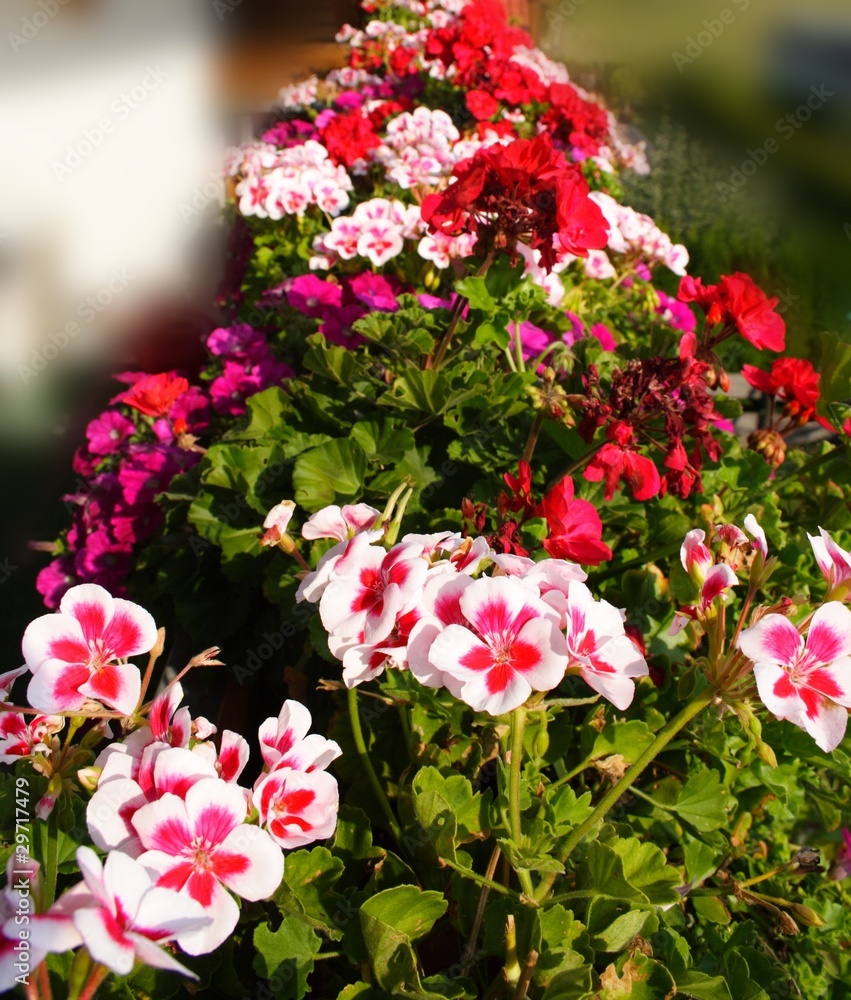 Balkonblumen: Pelargonien Balkonblumen: Pelargonien
