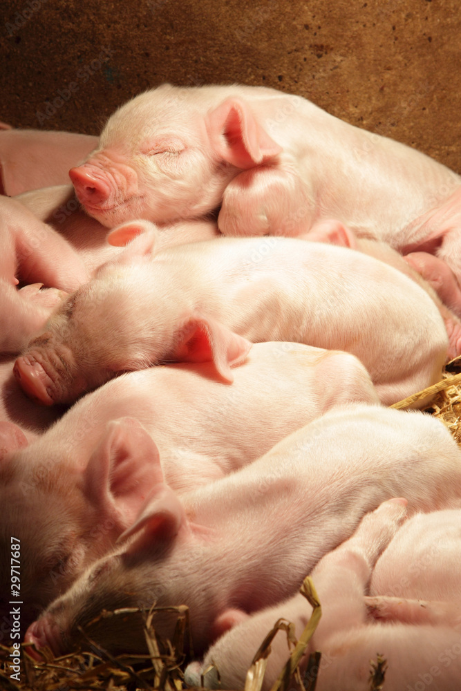 Piglets sleeping Piglets sleeping