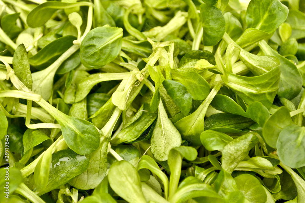 Valerianella Valerianella
