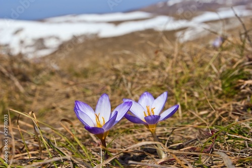 spring flowers on a hill