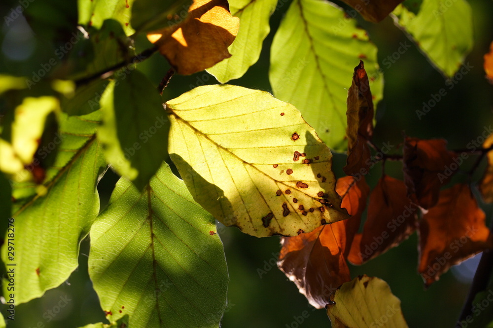 Obraz premium Herbstliche Blätter / Rotbuche / Fagus sylvatica