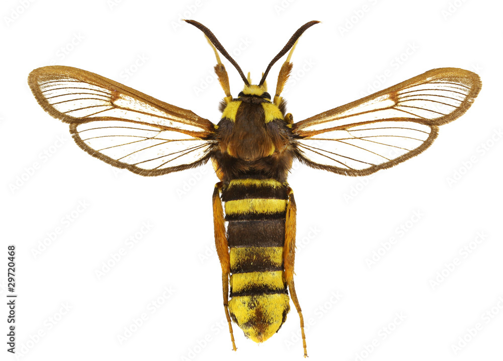 Fototapeta premium Sesia apiformis