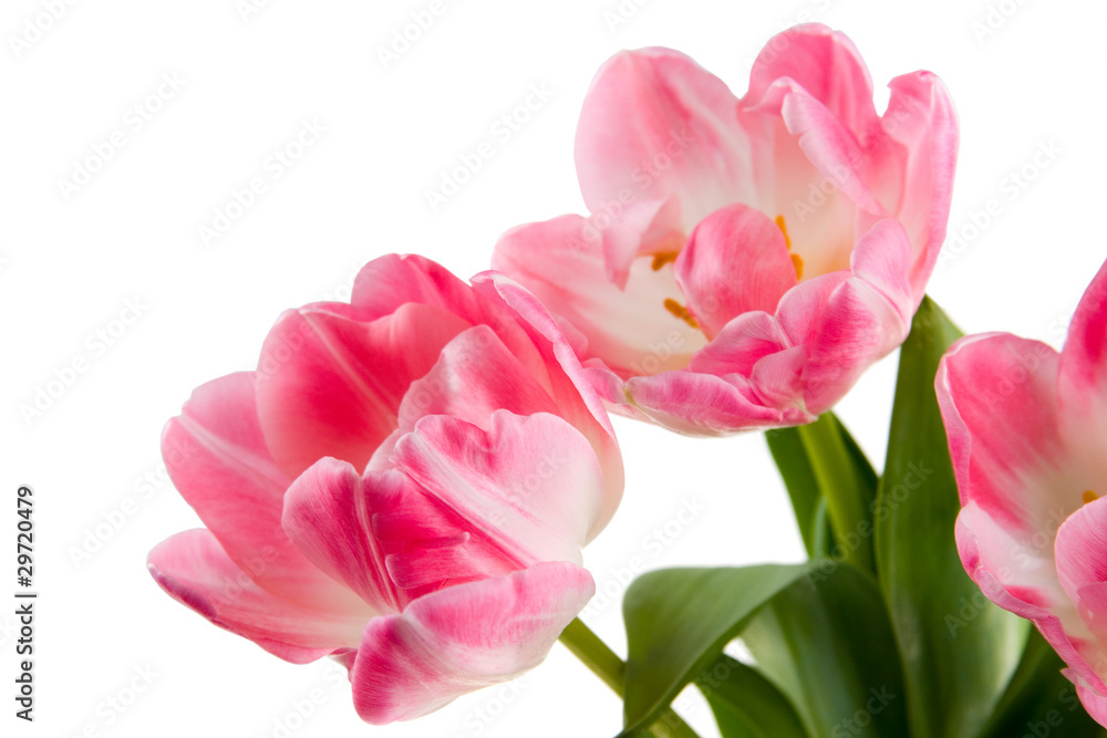 Bouquet of pink tulips