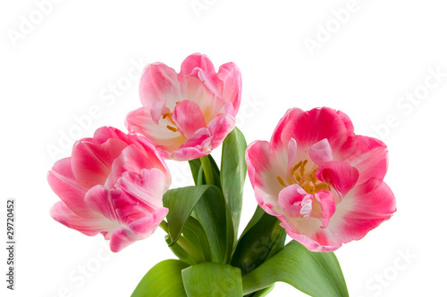 Bouquet of pink tulips © Elena Blokhina