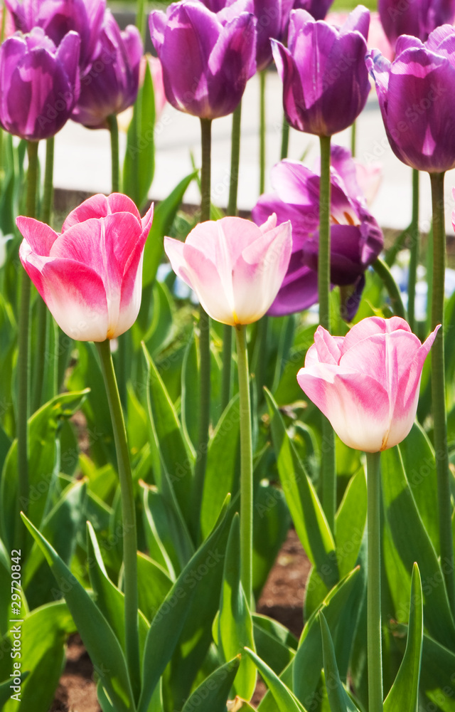 Fototapeta premium tulips