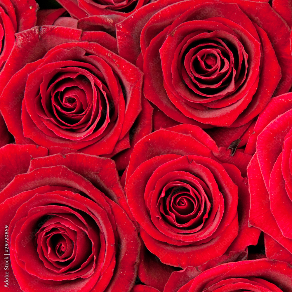 roses roses