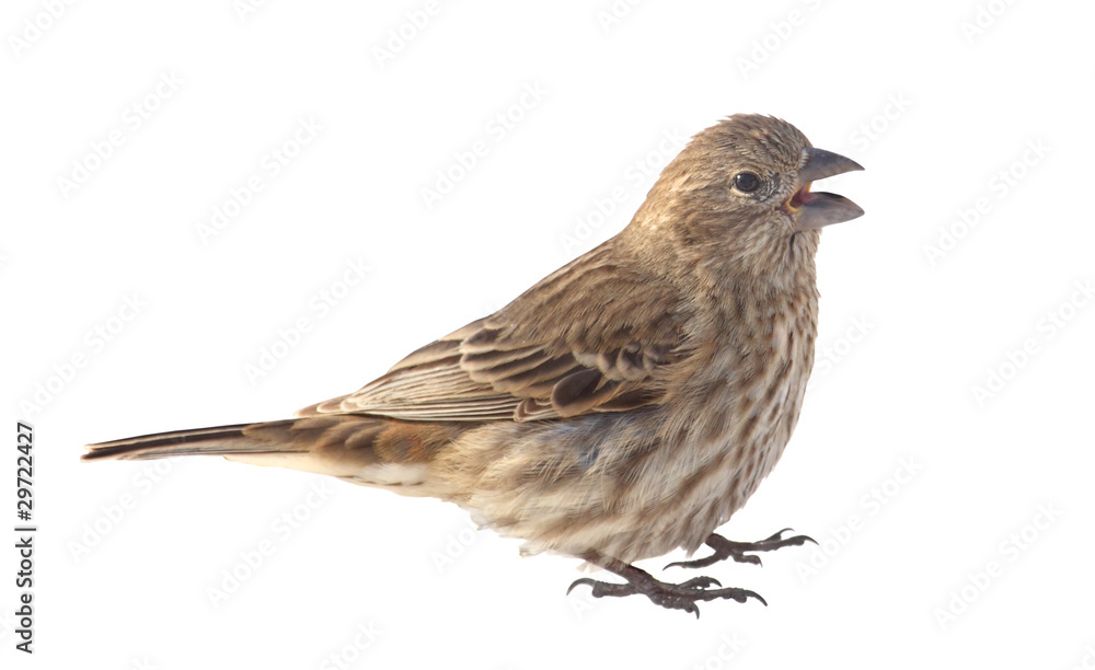 House Finch, Carpodacus mexicanus, isolated House Finch, Carpodacus mexicanus, isolated