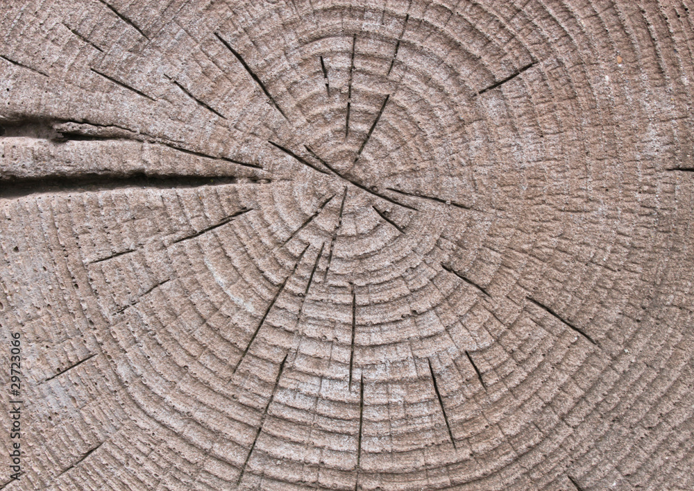 Wachstumsringe, alter Baumstumpf StockFoto Adobe Stock