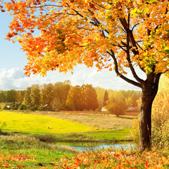 Foto auf Acrylglas Gelb Herbstlandschaft  © Zakharov Evgeniy