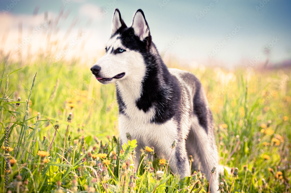 Husky standing in the middle of green grass