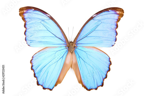 Black and blue butterfly Morpho didius isolated