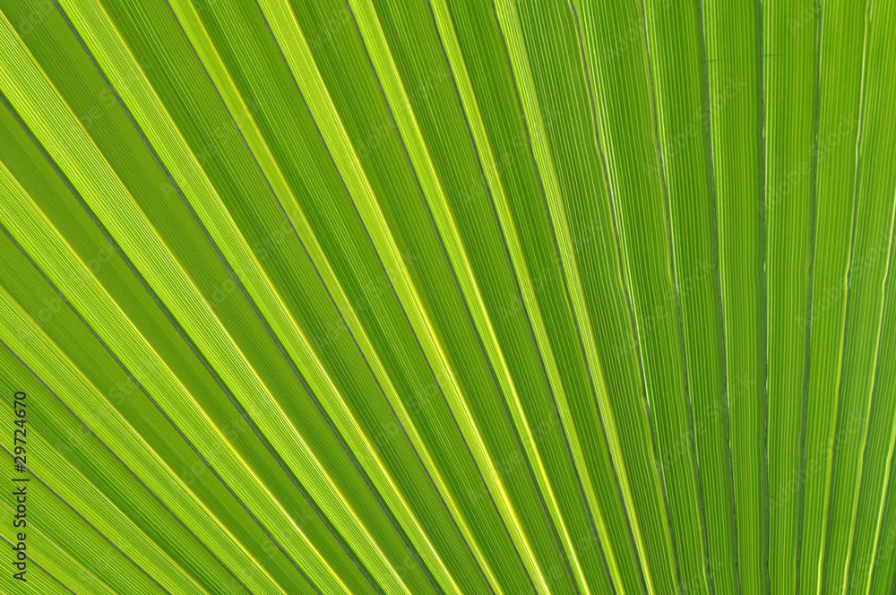 feuille verte de palmier nervures zen feuille verte de palmier nervures zen
